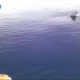 Squalo Bianco ripreso nel mare di Agrigento | L’ECCEZIONALE VIDEO