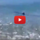 Sicilia, avvistato e filmato squalo a pochi metri dalla riva |IL VIDEO